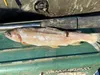 Black Cat Köderfisch-Ausstanzer Produktbild-Vorschau 8