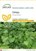 SAFLAX - ginkgo - Ginkgo biloba - 4 Semena Náhled obrázku produktu 1