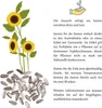 Farbenfrohe Sonnenblumen Samen mit hoher Keimrate - Produktbild-Vorschau 7