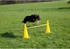 Kerbl 2-in-1 Agility Pylonen-Hürden Set Gelb 81994 Produktbild-Vorschau 9