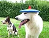 Bama Trotto Disk Hundefrisbee Dog Disc - Mehrfarbig Frisbee Produktbild-Vorschau 4