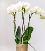 Kolibri Orchids | COMBI DEAL von 2 weißen  Produktbild-Vorschau 11