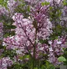 Syringa meyeri Palibin - Zwerg-Duftflieder Palibin - Produktbild-Vorschau 4