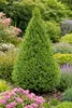 Picea glauca Conica 90–100 cm Zuckerhutfichte – Produktbild-Vorschau 3