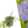 Plants by Frank | 6 Immergrün Pflanzen | Vinca Minor | Produktbild-Vorschau 1