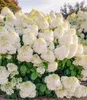 A close-up view of a blooming white hydrangea bush with green leaves. Produktbild-Vorschau