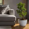 Bonsaï - Ficus microcarpa 'ginseng' - Hauteur 55-65cm - Voir les images du produit 5