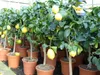 Grünwaren: echter Zitronenbaum 70 - 100 cm Zitrone Citrus Produktbild-Vorschau 6
