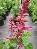 Garten-Blüten-Salbei Rockin Red Flamingo - Salvia hybride Produktbild-Vorschau 3