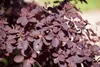 Cotinus coggygria 'Royal Purple', Perückenstrauch, Produktbild-Vorschau 9