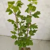 Malus 'Trilobata', manzano silvestre libanés, altura 80 cm, Vista previa de la imagen del producto 3