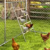 Chickens are interacting with a ladder in a backyard setting. Náhled obrázku produktu