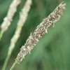 Sesleria autumnalis, graminée ornementale, 60 plants, Ø9cm, Voir les images du produit 3