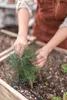 Dill Dillsamen Früh Zum Beizen 5G Produktbild-Vorschau 18