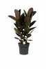 Gumovník Ficus elastica Abidjan cca 100 cm, 3 rastliny v Náhľad obrázku produktu 1