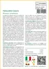 SAFLAX Set regalo - Palma delle Canarie - 10 semi - Phoenix Anteprima dell’immagine prodotto 3