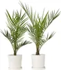 Two potted date palm plants are shown against a white background. Podgląd zdjęcia produktu