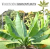 Große Essbanane Samen (Musa x paradisiaca) - Exotische Produktbild-Vorschau 2