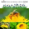 Löwenzahn Samen für Kaninchen - Wildkräuter Saatgut als Produktbild-Vorschau 6