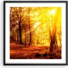 Gerahmtes Poster - Schwarzer Rahmen - Wald Baum Natur - Produktbild-Vorschau 1