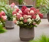Dehner Bodendecker-Rispenhortensie Groundbreaker® Ruby™, Produktbild-Vorschau 7