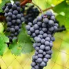 Síť na ochranu před ptáky – zahradní síť proti ptákům – Náhled obrázku produktu 8