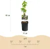 GreenboutiQ - Passionsblume - Passiflora caerulea - Blüte Produktbild-Vorschau 3