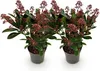 Skimmia japonica Rubella - Blüte Rot - 10+ Blüten - 2 Produktbild-Vorschau 2