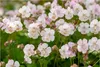 Stauden Gänge 1 x Geranium cantabrigiense 'Biokovo' -  Produktbild-Vorschau 1