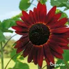 Sonnenblumen-Saatgutpaket - 10 Arten Produktbild-Vorschau 3
