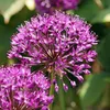 Alliumzwiebeln - 30 Stk - Allium 'Purple Sensation' - Produktbild-Vorschau 3