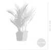 Bloomique - Lot de 3 - Mélange de palmiers rustiques - Voir les images du produit 4