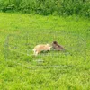 Two rabbits are in a metal enclosure on a grassy field. Produktbild-Vorschau