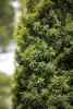 Taxus baccata, Europäische Eibe, immergrün, 40–60 cm Produktbild-Vorschau 3