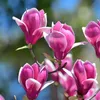 Arbre à tulipes - Set de 3 - Magnolia 'Susan' - Hauteur Voir les images du produit 3
