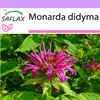 SAFLAX - včelí balzam - Monarda didyma - 20 Semená Náhľad obrázku produktu 10