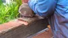 Industrial Frässcheibe Woodcarver 100 mm Arbortech Produktbild-Vorschau 19