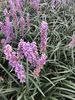 6 x Liriope muscari 'Moneymaker' - uva campanula - vaso 9 x Anteprima dell’immagine prodotto 2