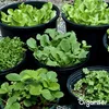 Kräutersamenpaket - 22 kulinarische Arten- Organifer Produktbild-Vorschau 3