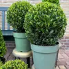 Plants by Frank | Houx crénelé boule XL | 2 Ilex crenata Voir les images du produit 2