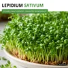 Gartenkresse Einfache Grüne Samen - Lepidium sativum - Produktbild-Vorschau 2