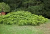 Juniperus media 'Pfitzeriana Aurea', Gold-Wacholder, 40–50 Produktbild-Vorschau 1