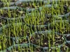 Close-up view of young grass sprouts growing in a grid-like tray filled with dark soil. Produktbild-Vorschau