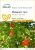 SAFLAX  - Melograno nano - 50 semi - Punica Anteprima dell’immagine prodotto 1