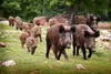 3D Postkarte Wildschwein Familie Produktbild-Vorschau 4
