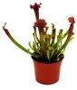 Schlauchpflanze - Sarracenia "Judith" - Fleischfressende Produktbild-Vorschau 2