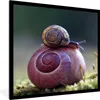 MuchoWow® Gerahmtes Poster Schnecken - Gras - Frühling Produktbild-Vorschau 1