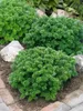 Abies koreana 'Brillant', Koreatanne, kompakt, 15–20 cm Produktbild-Vorschau 5