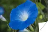 MuchoWow® Poster Blaue Orchidee vor einem verblassten Produktbild-Vorschau 1