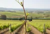 Himbeerklammer Drahtklammer für Weinbau Beerenanbau 100 Produktbild-Vorschau 2